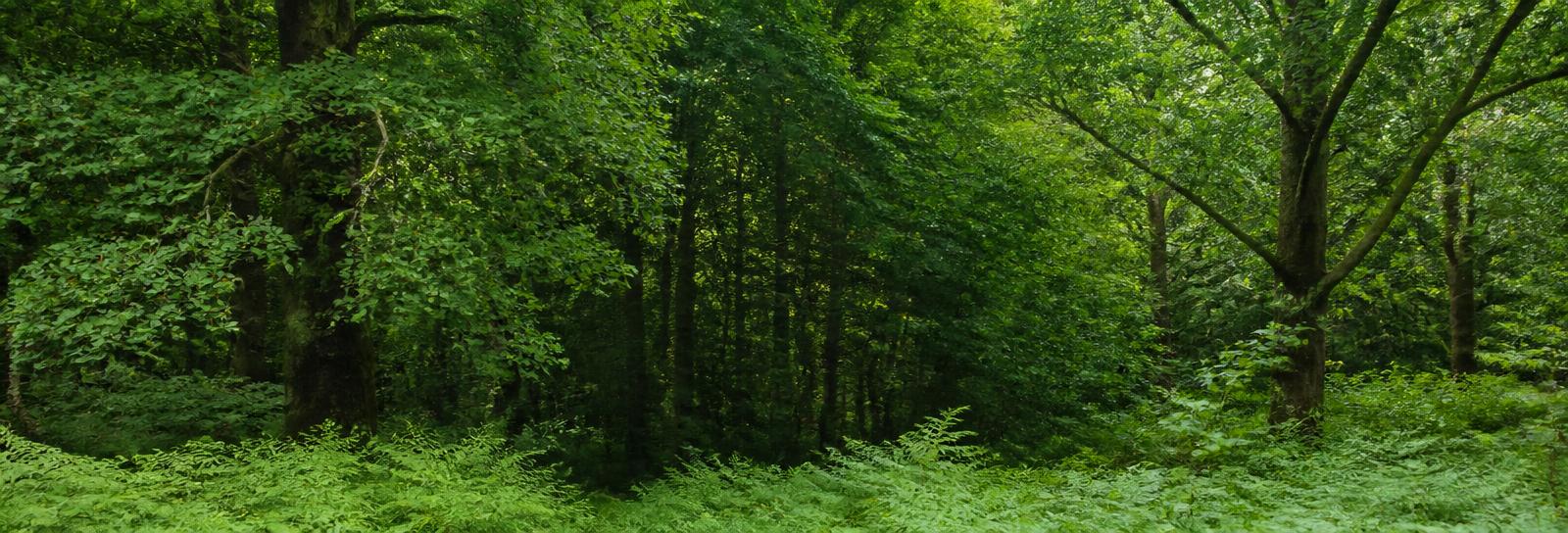 Green Merseyside woodland